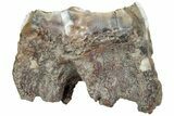 Fossil Woolly Rhino (Coelodonta) Tooth - Siberia #225185-3